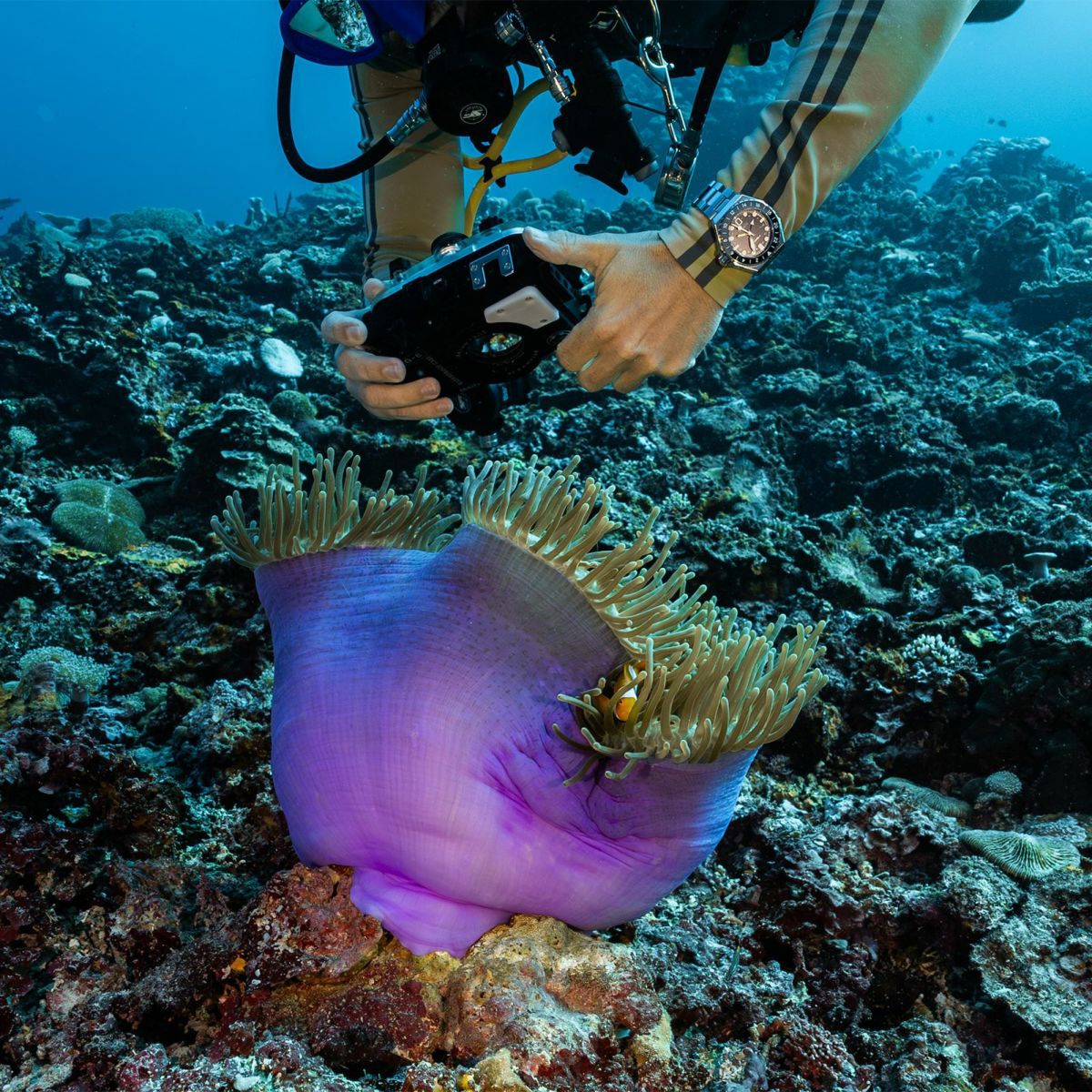 SPINNAKER  DUMA GMT AUTOMATIC スピニカー デュマGMTオートマティック  / SP-5119-11